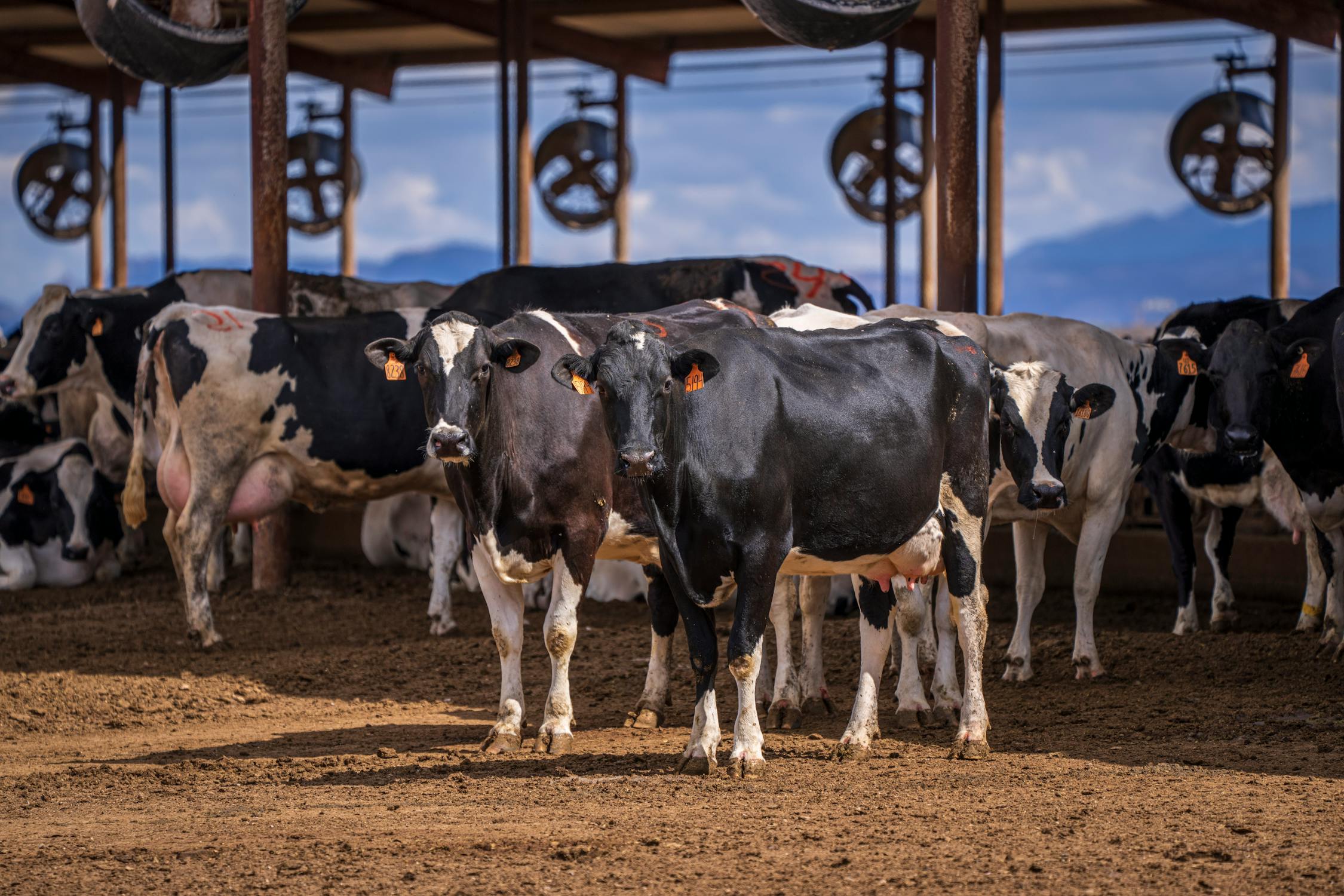 Cows inside dairy farm