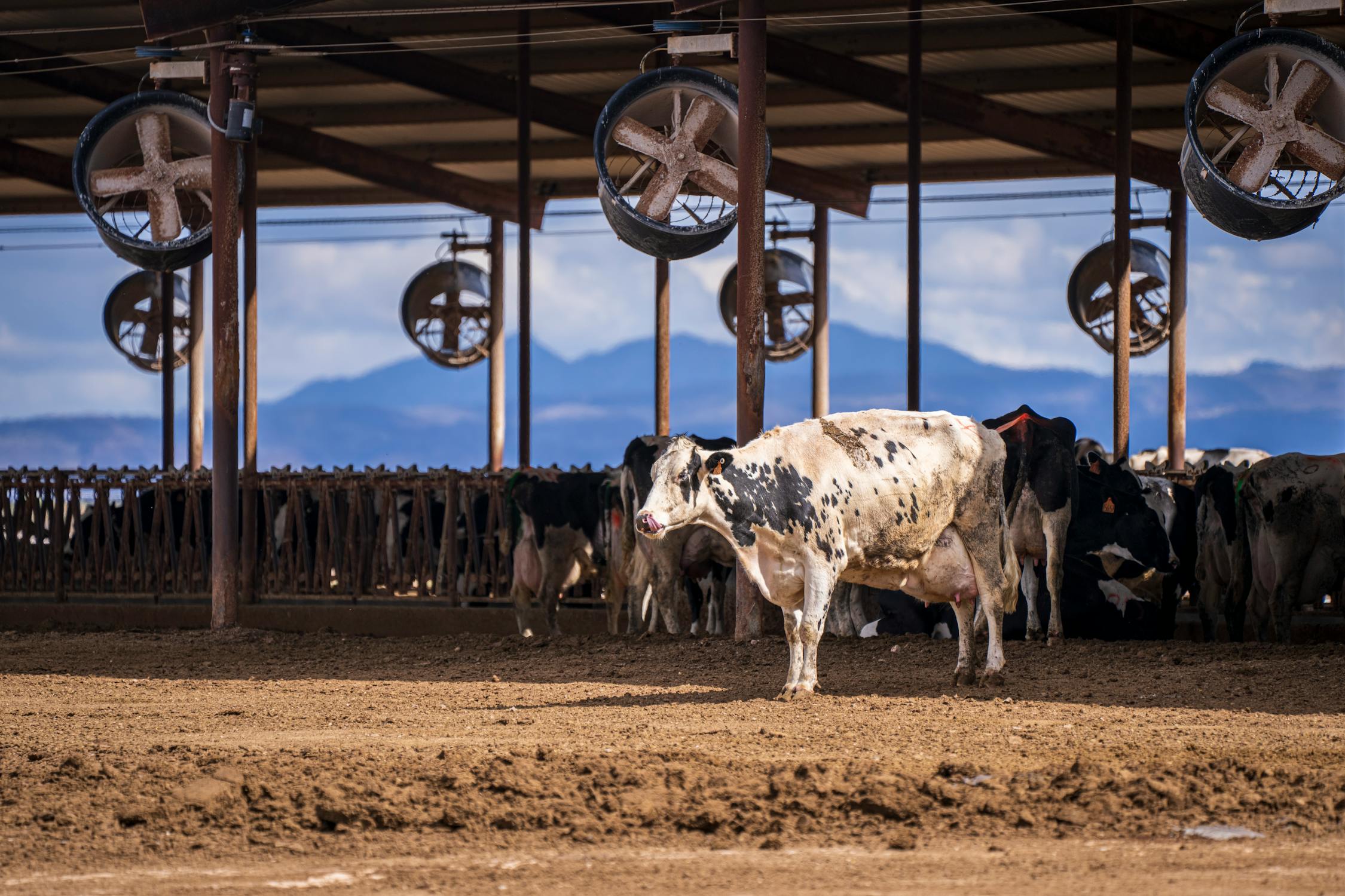 Dairy cows on farm