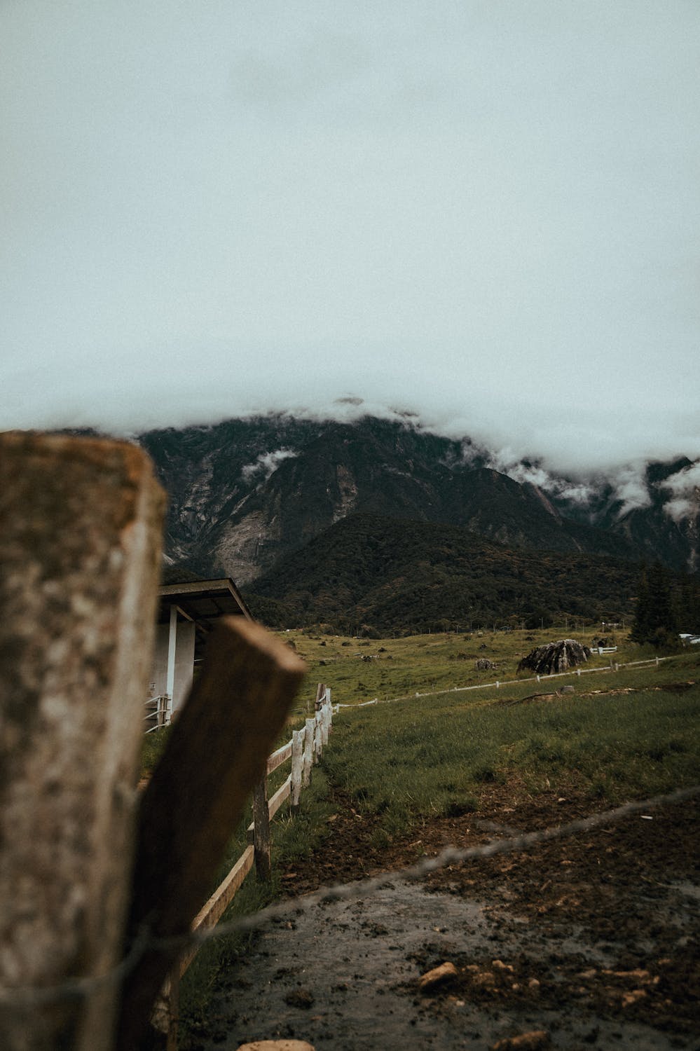 Dairy farm landscape